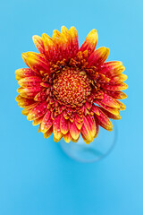 yellow gerber daisy. postcard on a blue background