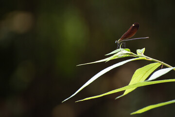 isolated insect sitting on the leaves of a plant