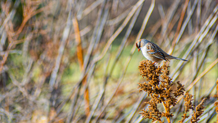 Sparrow feeding on weeds in the afternoon