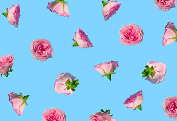 Creative pattern made with pastel pink rose flowers on sky blue background. Minimal spring concept. Valentines Day or 8 March idea.