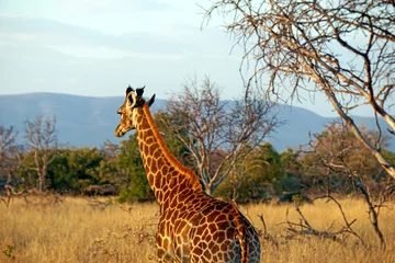 Rolgordijnen giraffe in the wild © Stoic Images