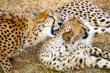 two cheetahs, one showing affection 