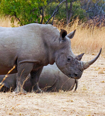 black rhino in the wild, side view 