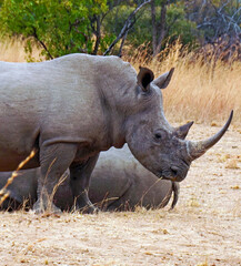 Obraz premium black rhino in the wild, side view 