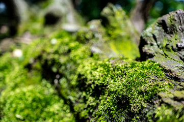 patch of moss showing both gametophytes and sporophytes with a blurred forest backdrop