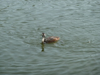 Phalocrocorax in the water