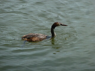 Phalocrocorax in water