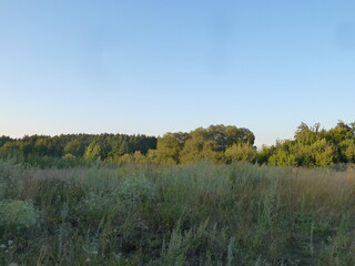 landscape with trees