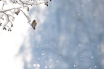 Little songbird is sitting on the branch of tree with frost in a fairy-tale snowy forest. Christmas...