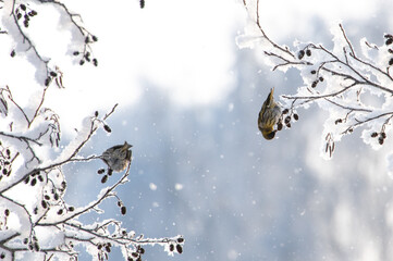 Little songbirds sitting on the branch of tree with frost in a fairy-tale snowy forest. Christmas...