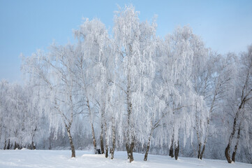 Birch trees in hoarfrost in snow against the blue sky during Christmas and New Year winter season. Concepts: nature, outdoor, landscape, cold, seasonal.