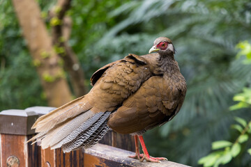 Lophura edwardsi at zoo park