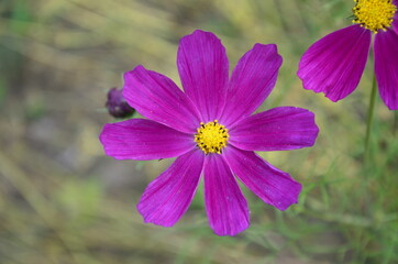 Cosmos flower (Cosmos Bipinnatus) with blurred background
