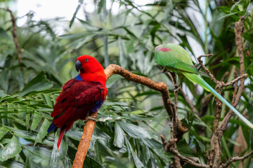 Eos bornea and Psittacula eupatria in zoo park