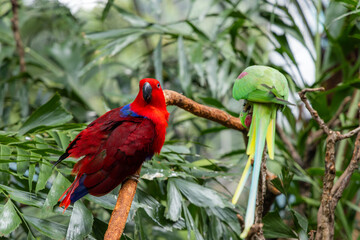 Eos bornea and Psittacula eupatria