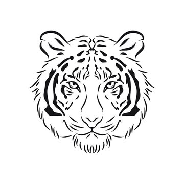 Outline the head of a tiger. Vector illustration