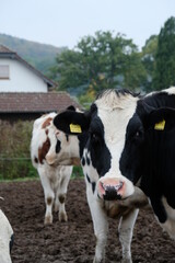 FU 2020-10-17 Gerolstein 157 Kühe stehen auf der Weide