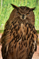Large Horned Eurasian Owl Up Close with Striped Feathers