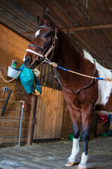 Portrait of a saddled horse in a bridle and halter