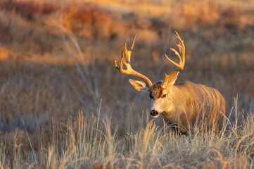 Mule Deer Buck During the Rut in Colorado in Autumn
