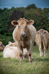 Cows in a field in late summer
