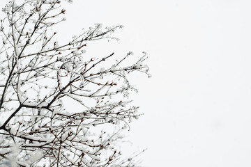 Snow and Ice Covered Branches Against White Background with Negative Space