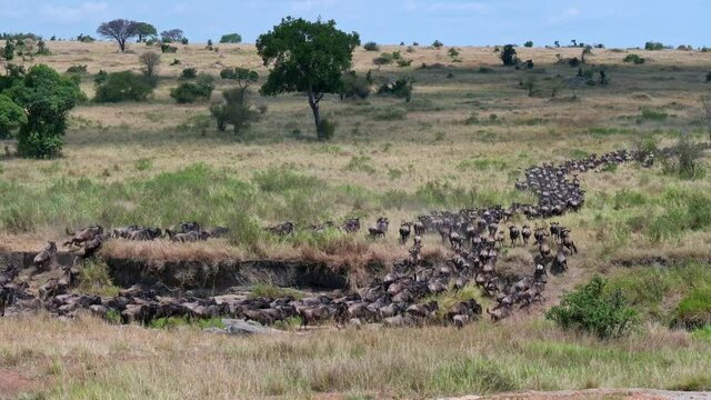 huge herd of blue wildebeest (Connochaetes mearnsi) on great migration thru Serengeti National Park, Tanzania, Africa