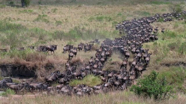 huge herd of blue wildebeest (Connochaetes mearnsi) on great migration thru Serengeti National Park, Tanzania, Africa