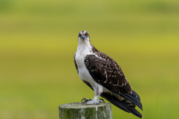 Osprey
