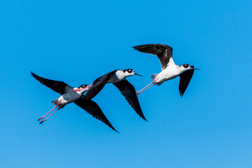 Fototapeta na wymiar white stork in flight