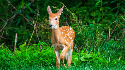 deer in the wild