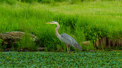 great blue heron
