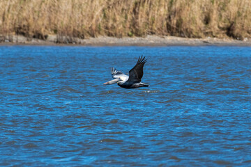 Fototapeta premium seagull in flight