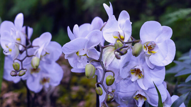 beautiful inflorescences of large indoor orchids of the Phragmipedium longifolium variety on a blurred background