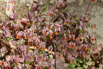Floral. Kalanchoe laxiflora, also known as Gray Sedum, orange and purple flowers, blooming in the garden.