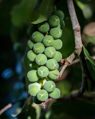 Sea Grapes growing wild on the vine