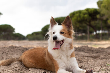 The most beautiful dog in the world. Smiling charming adorable sable brown and white border collie , outdoor portrait  with pine forest background. Considered the most intelligent dog. 