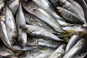 horse mackerel top view. bright fish close up