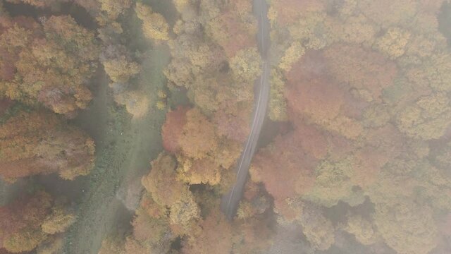 Aerial view of an autumn forest with fog
