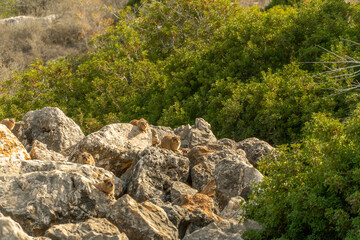 Family of rocky hyrax, Damans