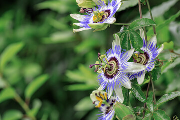 flowers plants passionflower blue - obrazy, fototapety, plakaty