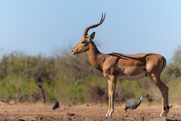 Naklejka na ściany i meble Impala coming for drinking at a waterhole in Mashatu Game Reserve in the Tuli Block in Botswana 