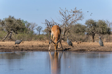 Obraz na płótnie Canvas Impala coming for drinking at a waterhole in Mashatu Game Reserve in the Tuli Block in Botswana 