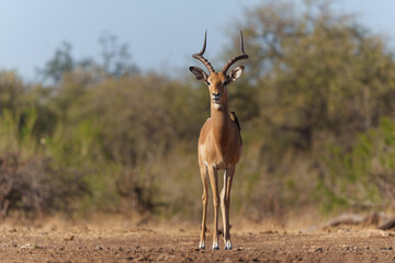 Impala coming for drinking at a waterhole in Mashatu Game Reserve in the Tuli Block in Botswana  
