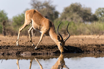 Impala coming for drinking at a waterhole in Mashatu Game Reserve in the Tuli Block in Botswana  