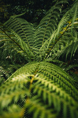 Fern leaves