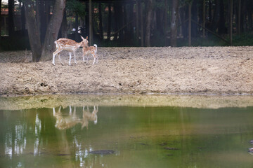 The tiny fallow deer, whose scientific name is Dama Dama, is also called roe deer. The shadow of the roe deer lying on the islet formed in the lake reflected in the lake