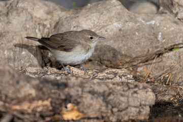 Curruca mosquitera posada sobre unas piedras en el bosque del estanque del bosque mediterráneo (Sylvia borin )