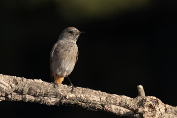 colirrojo tizón posado sobre una rama de alcornoque en el bosque mediterráneo (Phoenicurus ochruros)