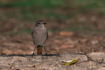 colirrojo tizón en el suelo del bosque (Phoenicurus ochruros)